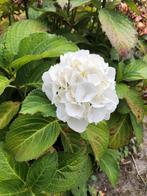 Hortensia wit, Vaste plant, Halfschaduw, Zomer, Ophalen