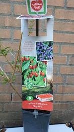 Gojibes plant, Tuin en Terras, Planten | Fruitbomen, Ophalen, Minder dan 100 cm, Overige soorten