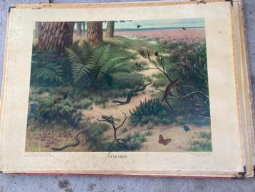 Oude Schoolplaten. beschikbaar voor biedingen