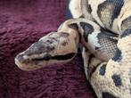 Koningspython - Python Regius - Pastel Fire Leopard het Clow, Dieren en Toebehoren, Reptielen en Amfibieën, Slang, 0 tot 2 jaar