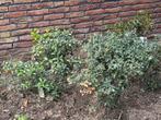 Osmanthus (schijnhulst) tuinplant, Vaste plant, Ophalen of Verzenden, Lente, Overige soorten