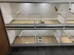 Broedkooien | kweekkooien | nieuwe lijn kweekkooien nieuw!, Ophalen of Verzenden, Nieuw, Hout, Broedkooi of Kweekkooi