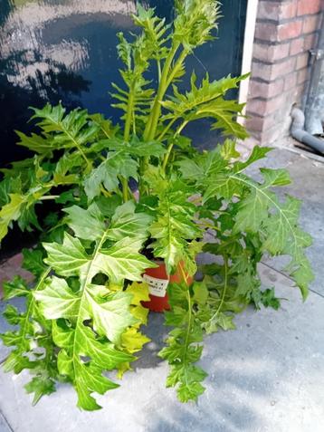 Tuinplant Acanthus Mollis  beschikbaar voor biedingen