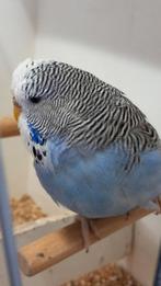 Prachtige blauwe parkiet pop., Dieren en Toebehoren, Vogels | Parkieten en Papegaaien, Vrouwelijk, Parkiet, Geringd