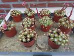 vetplantjes/€2/p.st/tuin/tafel/decoratie/terras/bloempot, Ophalen, Zomer, Overige soorten, Volle zon