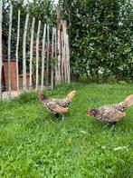 Sebright hanen en hennen goud-zwart gezoomd, Dieren en Toebehoren, Pluimvee, Meerdere dieren, Kip