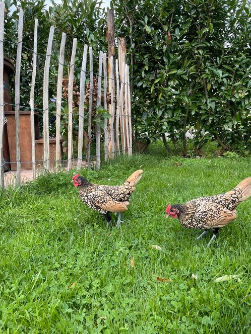 Krielkip Sebright hanen en hennen goud-zwart dubbel gezoomd, Dieren en Toebehoren, Pluimvee, Kip, Meerdere dieren