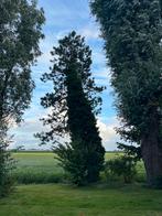 Gratis Sparreboom brandhout, Minder dan 3 m³, Ophalen, Overige houtsoorten, Stammen