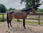 Lieve 6-jarige Merrie, Dieren en Toebehoren, Paarden, Merrie, Gechipt, Zadelmak, 3 tot 6 jaar