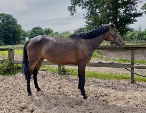 Lieve 6-jarige Merrie, Dieren en Toebehoren, Paarden, Merrie, Zadelmak, 165 tot 170 cm, 3 tot 6 jaar, Met stamboom, Gechipt, Ontwormd