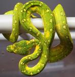 0.7 Femelles Morelia Viridis Azurea Biack, Dieren en Toebehoren, Reptielen en Amfibieën, Slang, 0 tot 2 jaar