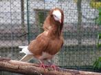 Oud-Hollandse kapucijn | Mooie koppels | Passend advies, Meerdere dieren, Kip