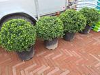Ilex Crenata Convexa bolvormen, Ophalen of Verzenden, Hulst, Struik, Minder dan 100 cm