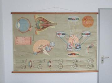 Wandkaart Hagemann - #4 Het oog en zijn functies 1964 beschikbaar voor biedingen
