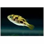 6 dwerg kogelvissen, Dieren en Toebehoren, Vissen | Aquariumvissen, Vis