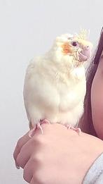 Super tamme lieve valkparkiet, Dieren en Toebehoren, Vogels | Parkieten en Papegaaien, Geslacht onbekend, Parkiet, Tam