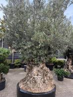 Olea europaea - Olijfboom-olijfbomen 260/280 cm stamomtrek!, Verzenden, Olijfboom, 250 tot 400 cm, Zomer
