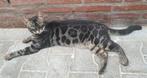 Grote Charcoal bengaal kater 1 jaar oud, Kater, Gechipt, 0 tot 2 jaar