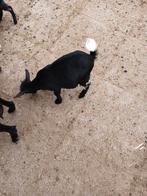 Jonge geitjes, Dieren en Toebehoren, Schapen, Geiten en Varkens, Vrouwelijk, Geit