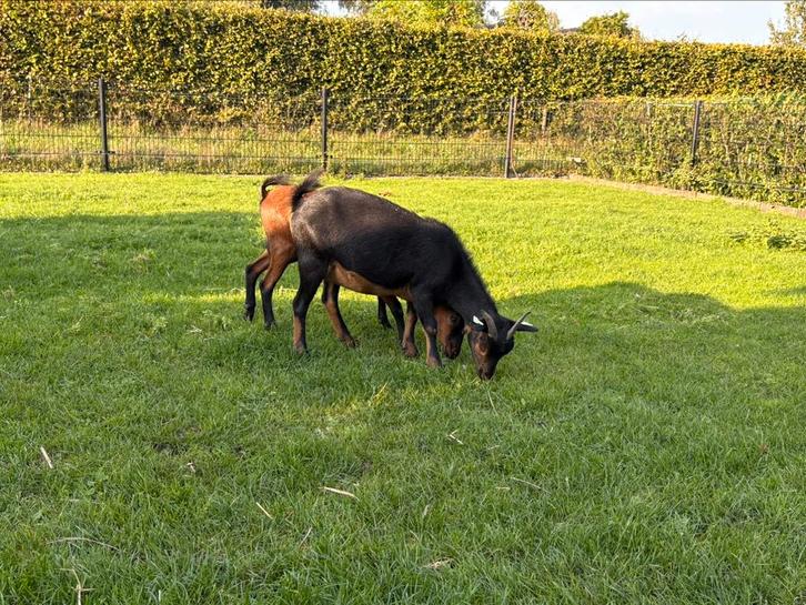 Mooie stamboek dwerggeiten, Dieren en Toebehoren, Schapen, Geiten en Varkens, Geit, Vrouwelijk, 0 tot 2 jaar