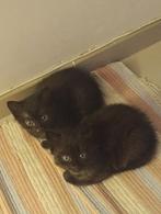 Poesjes - Zwarte kittens, Dieren en Toebehoren, Katten en Kittens | Overige Katten, Poes, Kortharig, 0 tot 2 jaar