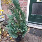 Blauwe Californische Cipres, Volle zon, Vaste plant, Bloeit niet, Ophalen