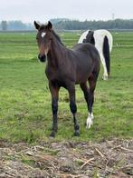 Super mak hengstveulen, Dieren en Toebehoren, Paarden, Minder dan 160 cm, Niet van toepassing, Dressuurpaard, 0 tot 2 jaar