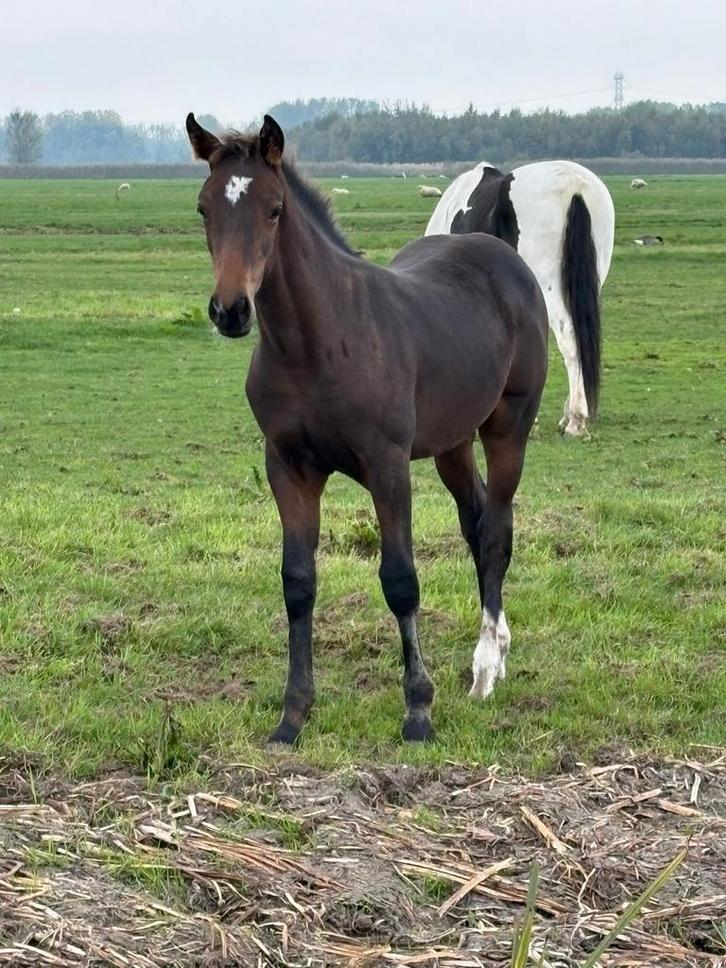 Super mak hengstveulen, Dieren en Toebehoren, Paarden, Hengst, Niet van toepassing, Minder dan 160 cm, 0 tot 2 jaar, Dressuurpaard