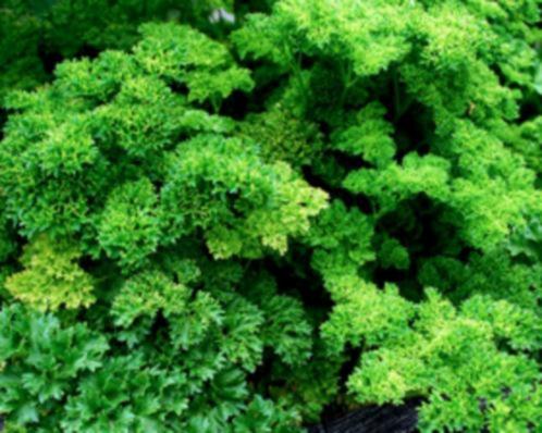 Peterselie Triplex, Tuin en Terras, Bloembollen en Zaden, Zaad, Voorjaar, Halfschaduw, Ophalen of Verzenden