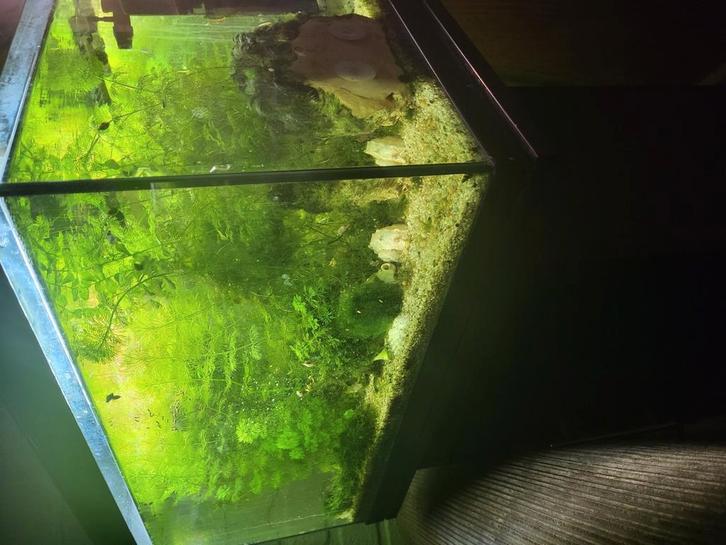 garnalen aquarium  met blauwe garnalen, Dieren en Toebehoren, Vissen | Aquaria en Toebehoren, Gebruikt, Gevuld zoetwateraquarium