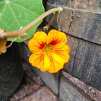 Oost-Indische Kers - Tropaeolum,zaad, Tuin en Terras, Planten | Tuinplanten, Overige soorten, Volle zon, Eenjarig, Ophalen of Verzenden