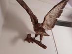 buizerd opgezette roofvogel, Ophalen, Gebruikt, Vogel, Opgezet dier