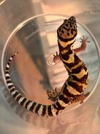 1.1 coleonyx mitratus proven pair, Dieren en Toebehoren, Reptielen en Amfibieën, Hagedis, 0 tot 2 jaar
