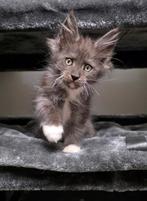 Maine coon poesje, Poes, Gechipt, 0 tot 2 jaar