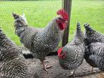 Broedeieren Noord Hollandse blauwe kippen/ hoenders €1,00, Dieren en Toebehoren, Pluimvee