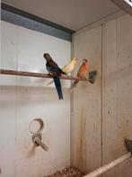 Pennant rosella's in aparte kleuren, Meerdere dieren, Parkiet, Geringd