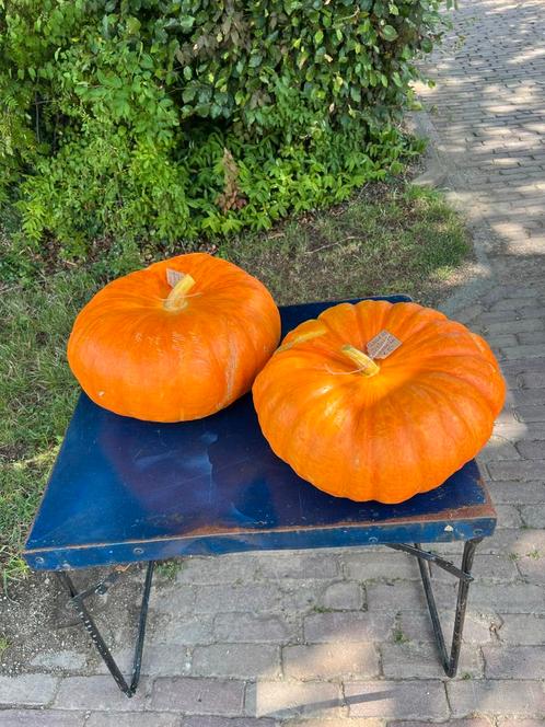 Biologische pompoenen Rouge Vif D'Etampes Pompoensoep, Tuin en Terras, Overige Tuin en Terras, Ophalen