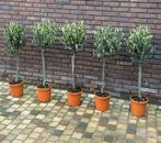 Verse olijfboompjes, Tuin en Terras, Planten | Tuinplanten, Ophalen, Eenjarig, Groenteplanten, Volle zon