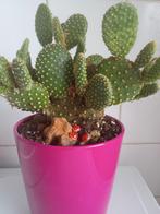 Vijgcactus, Huis en Inrichting, Kamerplanten, Ophalen of Verzenden, Overige soorten, Minder dan 100 cm