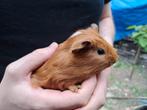 Baby cavia beertje, Dieren en Toebehoren, Knaagdieren, Mannelijk, Cavia