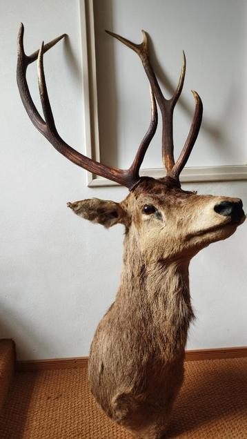 indrukwekkend en groot hertenkop, prachtig aan de wand! beschikbaar voor biedingen