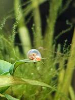 Ramshoornslakken / Posthoornslakken uit eigen aquarium, Dieren en Toebehoren, Slak of Weekdier, Zoetwatervis