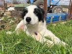 Samson is een lieve, grote knul, Dieren en Toebehoren, Honden | Niet-rashonden, Particulier, Rabiës (hondsdolheid), 15 weken tot 1 jaar