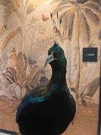 Prachtige Hymalaglans Fazant - Decoratie of Verzameling, Ophalen