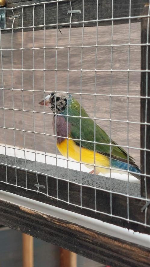 Gouldamadine koudbroed 2024, Dieren en Toebehoren, Vogels | Overige Vogels