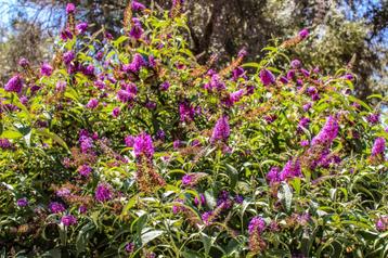 Vlinderstruik - buddleja   v.a. 8,95€  beschikbaar voor biedingen