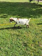 Geiten bokken, Dieren en Toebehoren, Schapen, Geiten en Varkens, Meerdere dieren, Geit