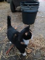 Boerderij kitten, Dieren en Toebehoren, Katten en Kittens | Overige Katten, Poes, Kortharig, 0 tot 2 jaar