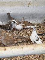 40 diamant duifjes mutaties, Dieren en Toebehoren, Vogels | Duiven, Meerdere dieren, Overige soorten