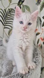 Ragdoll X mainecoon kittens, 2 poesjes. Geënt, gechipt., Dieren en Toebehoren, Katten en Kittens | Raskatten | Langhaar, Poes